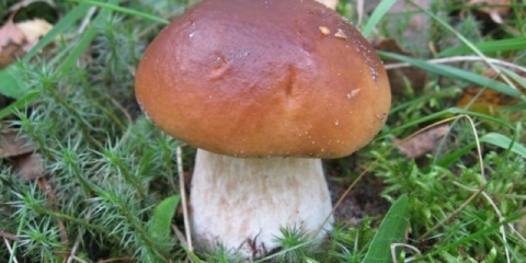 Kako obraditi vrganje prije kuhanja